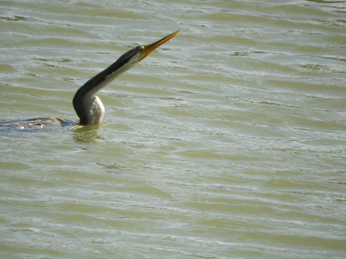 Austral-Schlangenhalsvogel - ML139216581