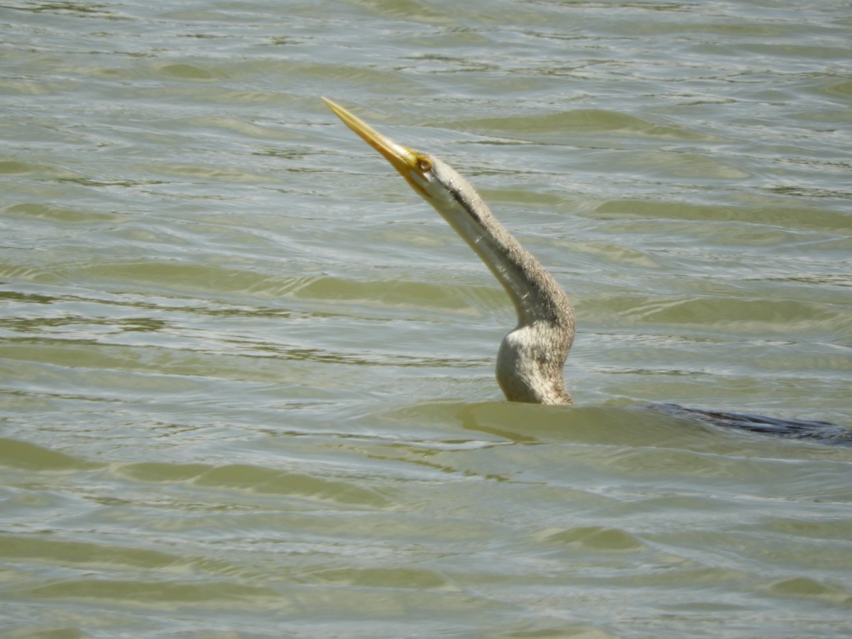 Austral-Schlangenhalsvogel - ML139216601