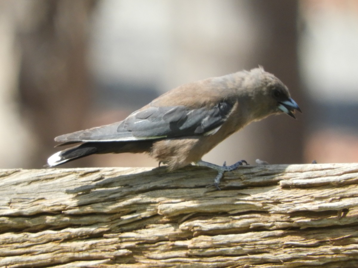 Dusky Woodswallow - Ron Steicke