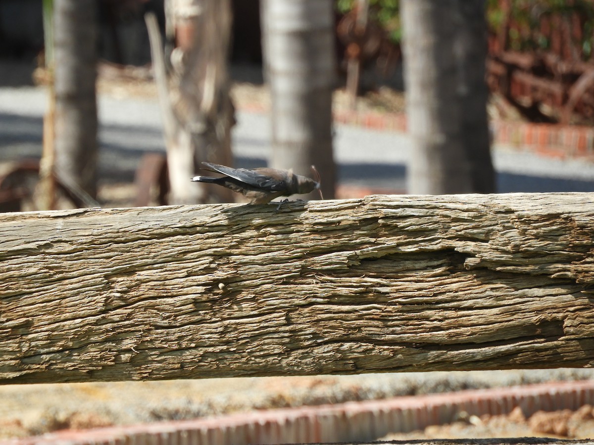 Dusky Woodswallow - ML139217211