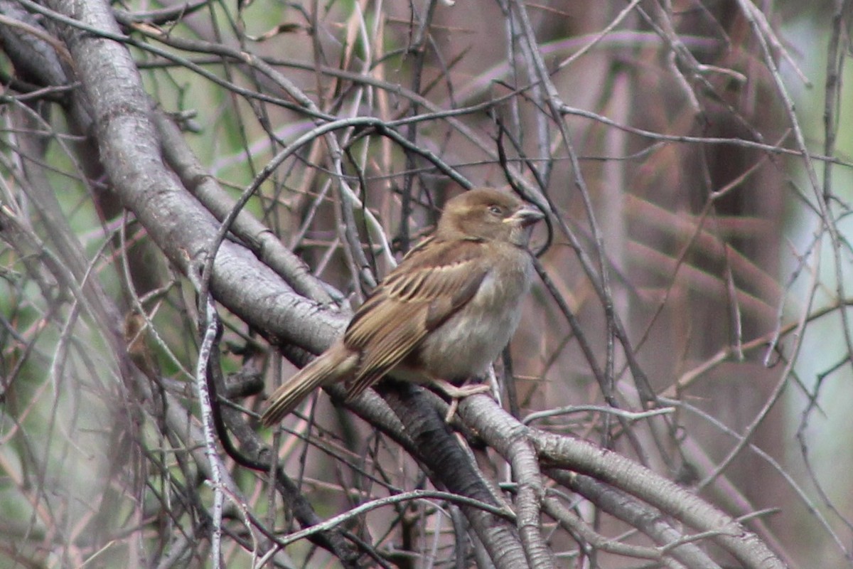 House Sparrow - ML139218411