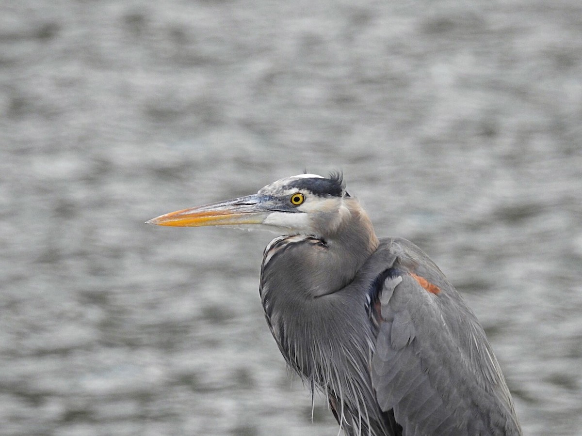 Great Blue Heron - ML139219761