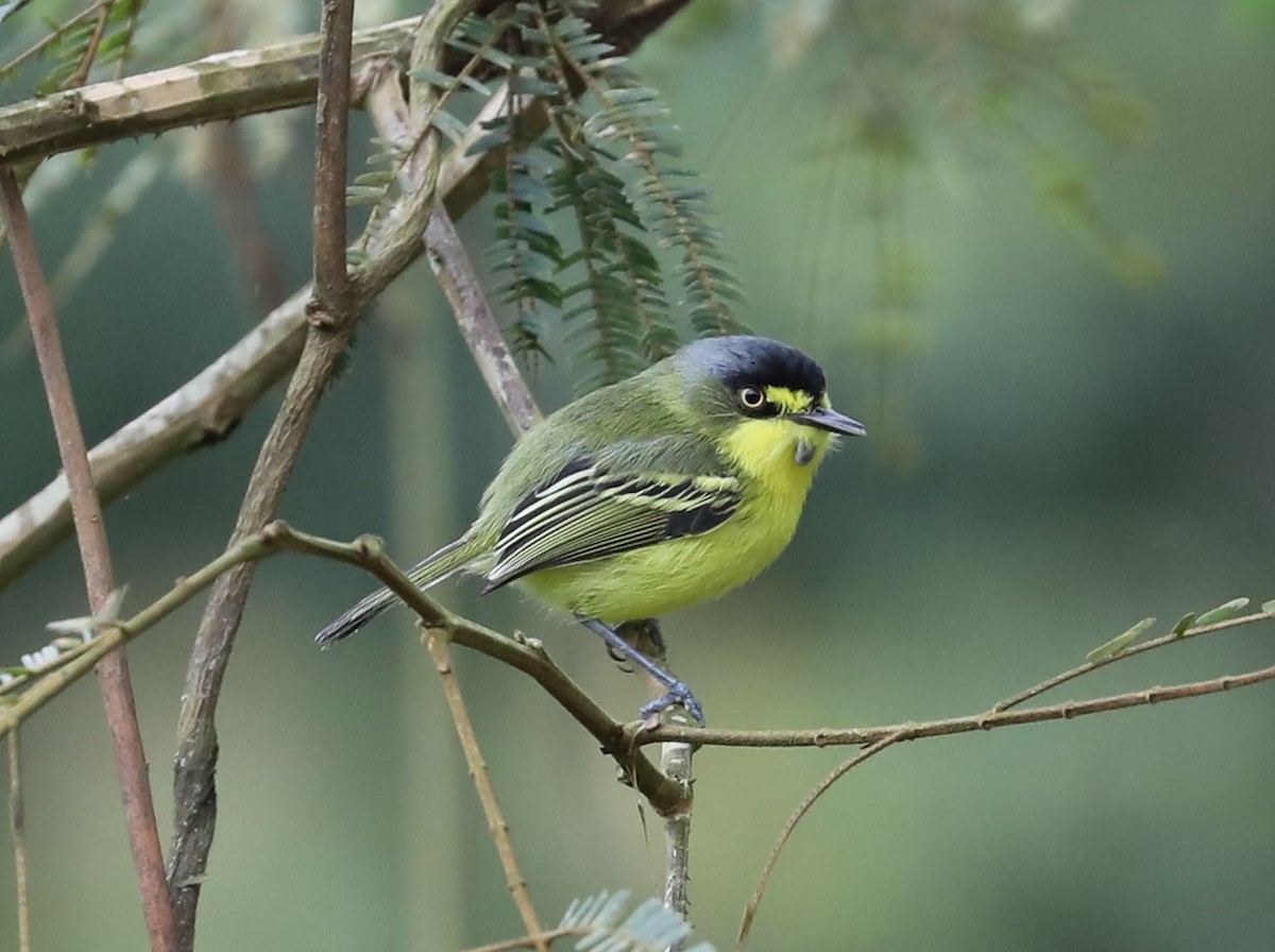 Gray-headed Tody-Flycatcher - Rob Van Epps