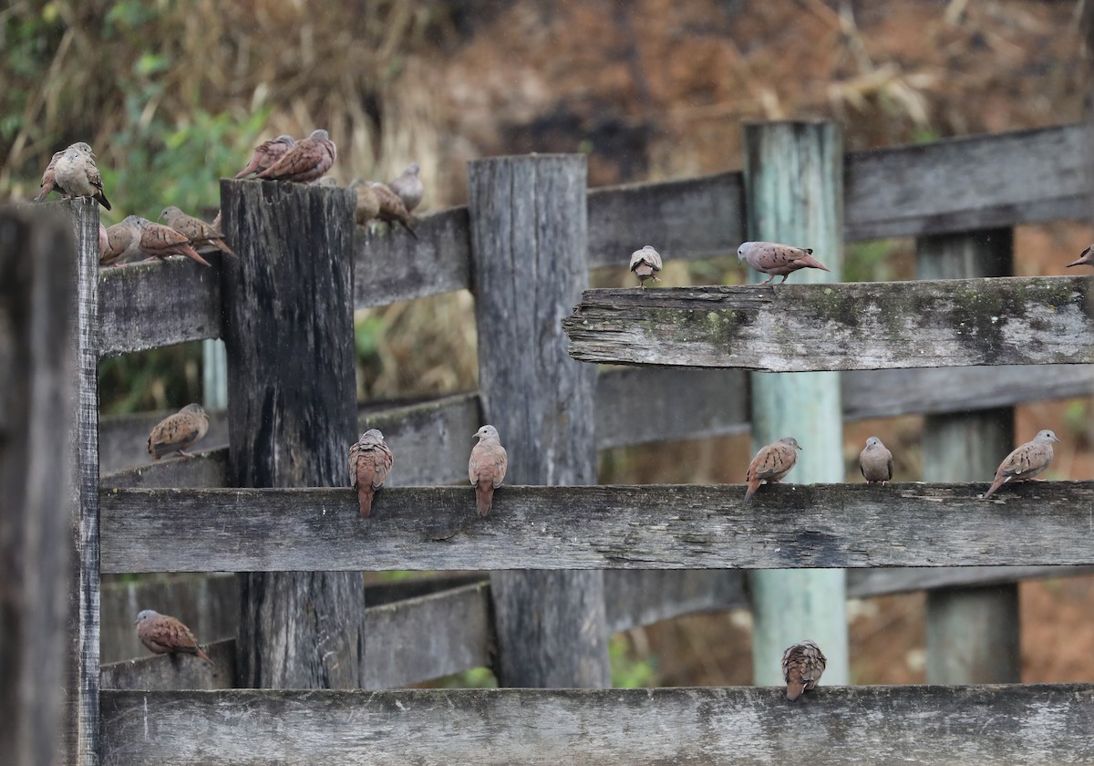 Ruddy Ground Dove - ML139223281