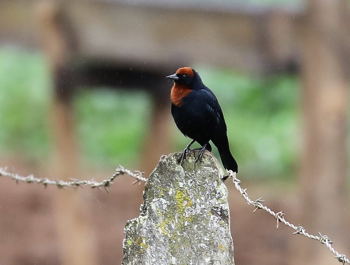 Chestnut-capped Blackbird - Rob Van Epps