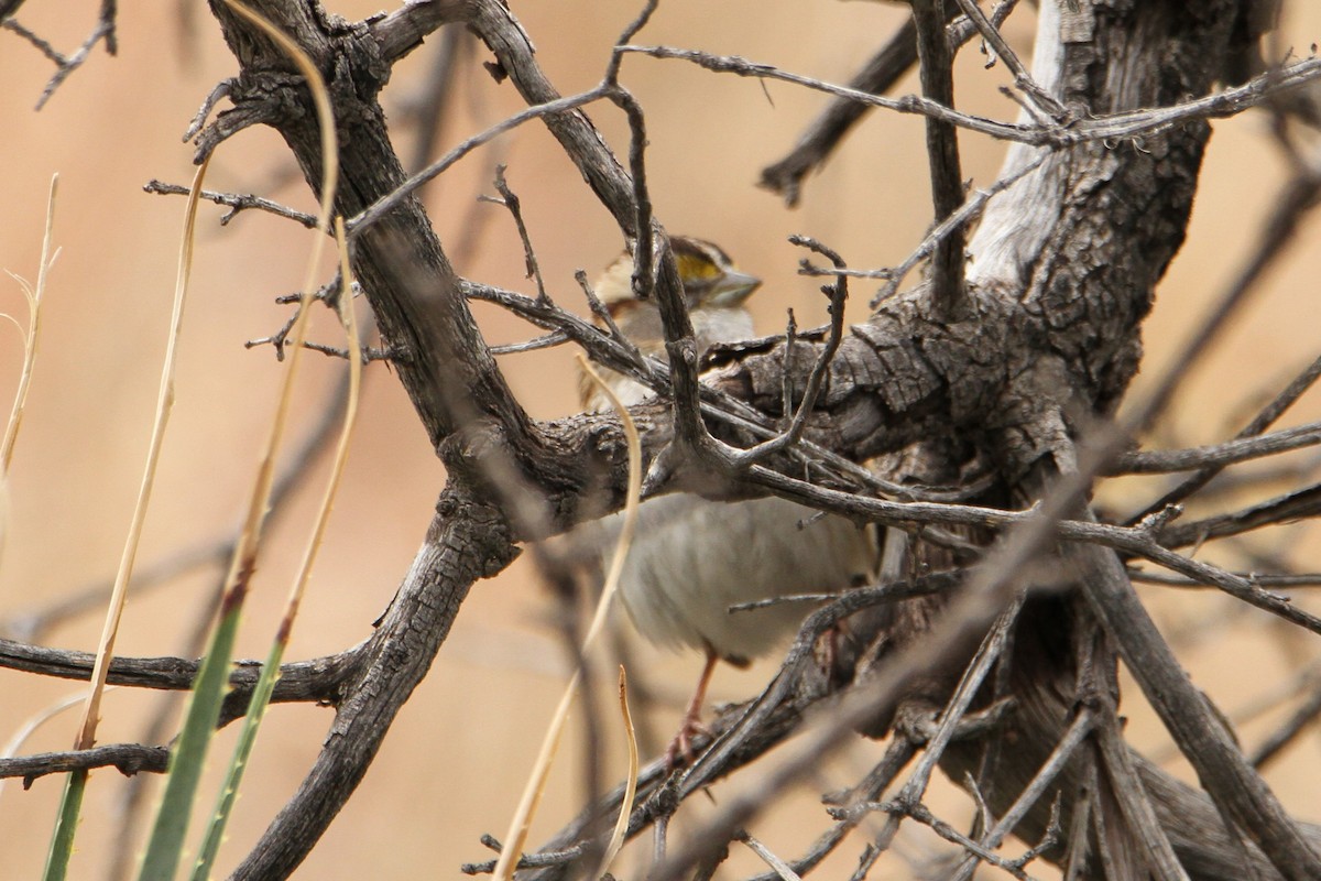 White-throated Sparrow - ML139223461