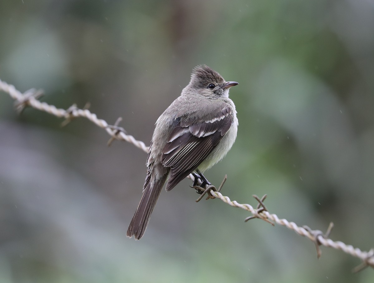 Yellow-bellied Elaenia - Rob Van Epps