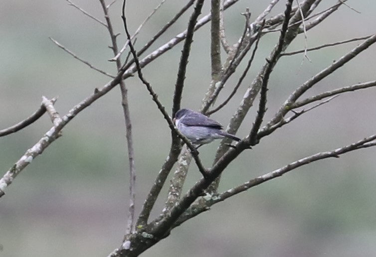 White-bellied Seedeater - ML139224031