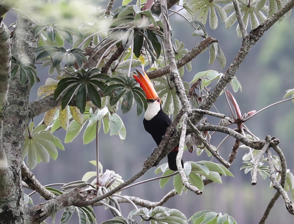 Toucan toco - ML139224421