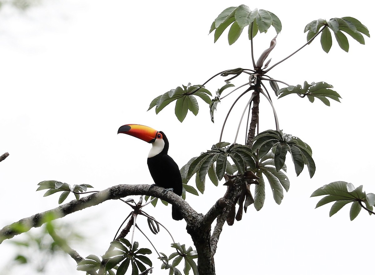 Toco Toucan - ML139224431