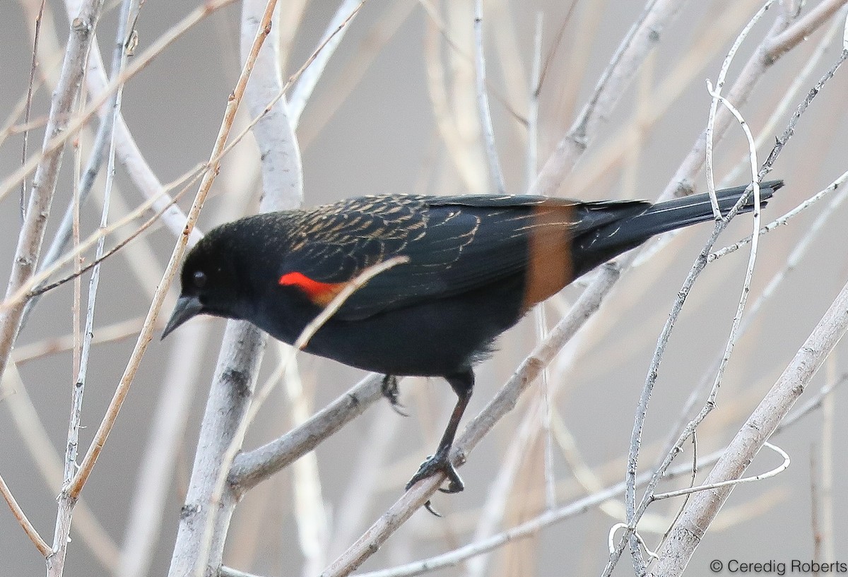 Red-winged Blackbird - Ceredig  Roberts