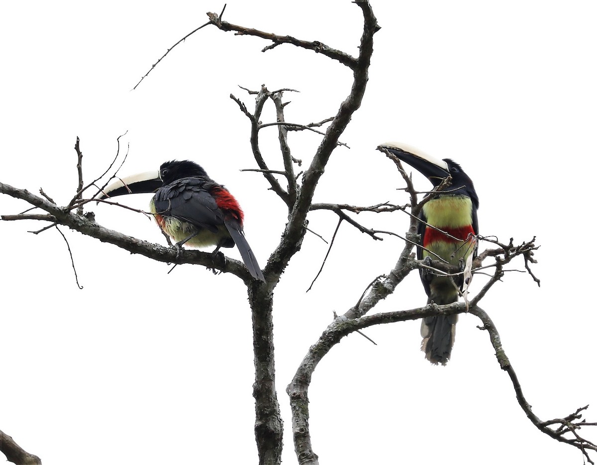 Black-necked Aracari - Rob Van Epps