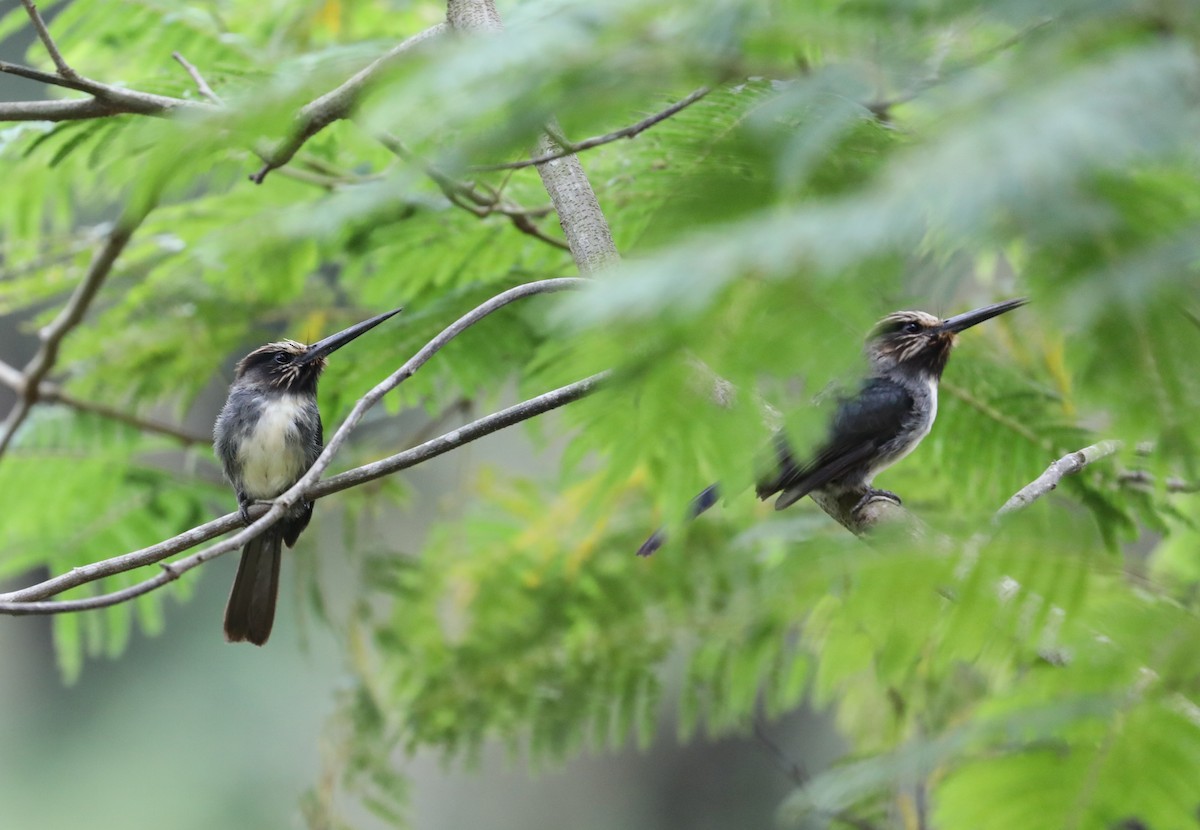 Three-toed Jacamar - Rob Van Epps