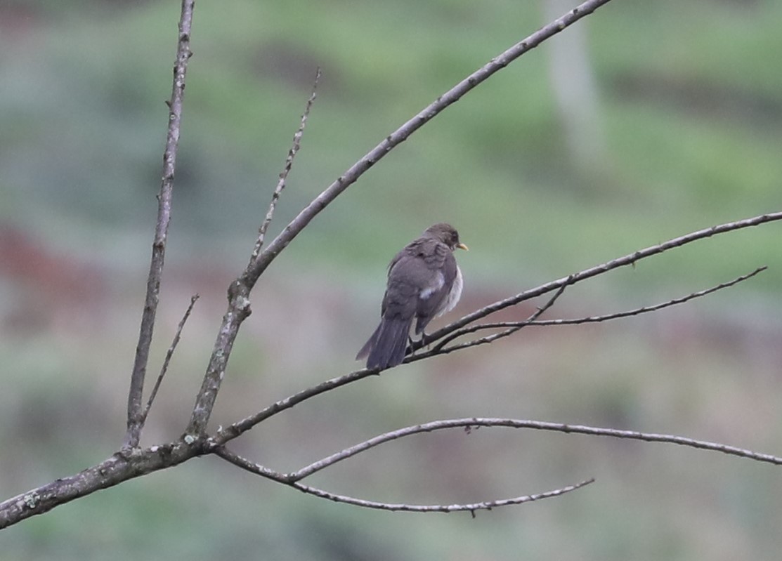 Creamy-bellied Thrush - ML139225041