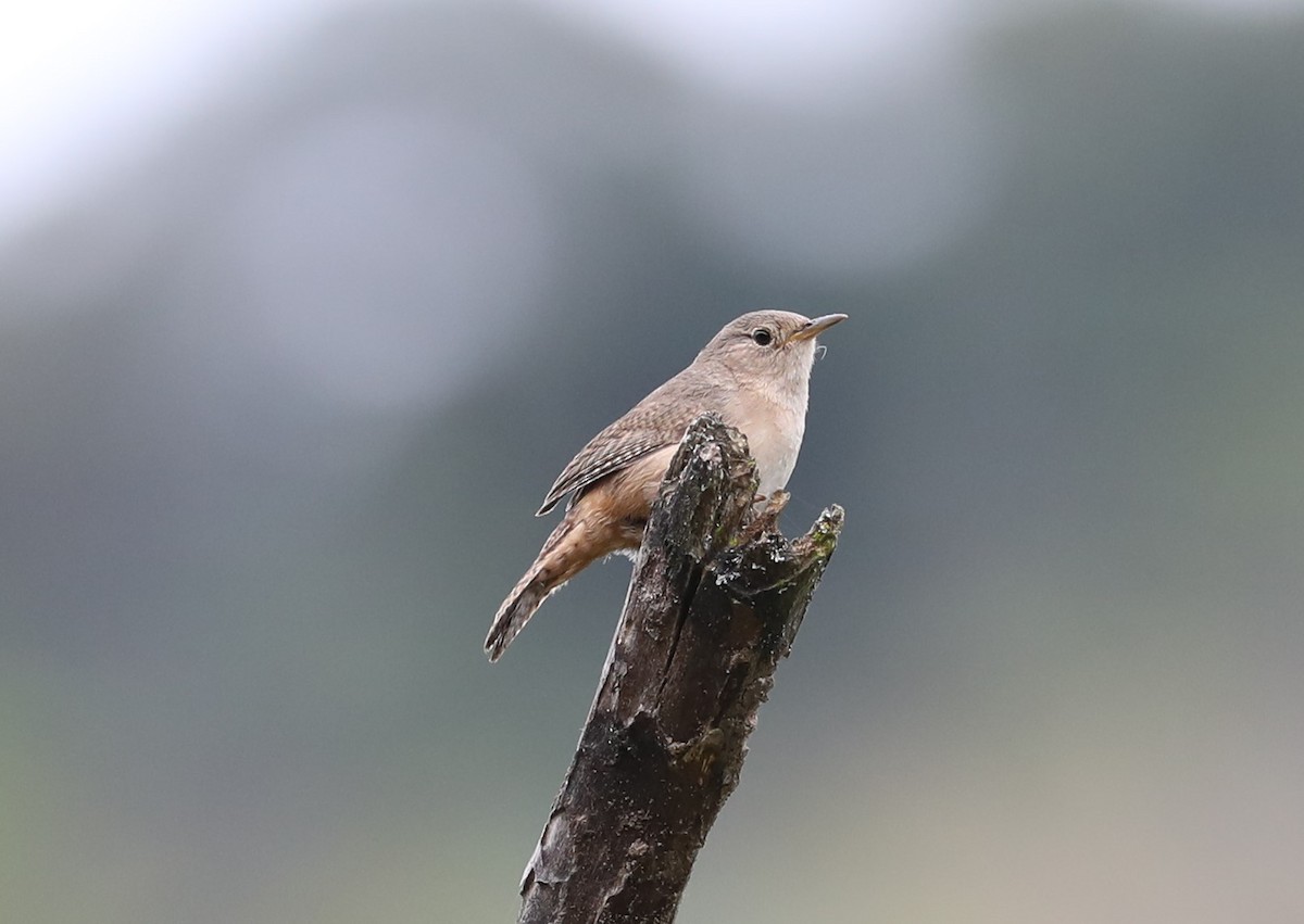 House Wren - ML139225131