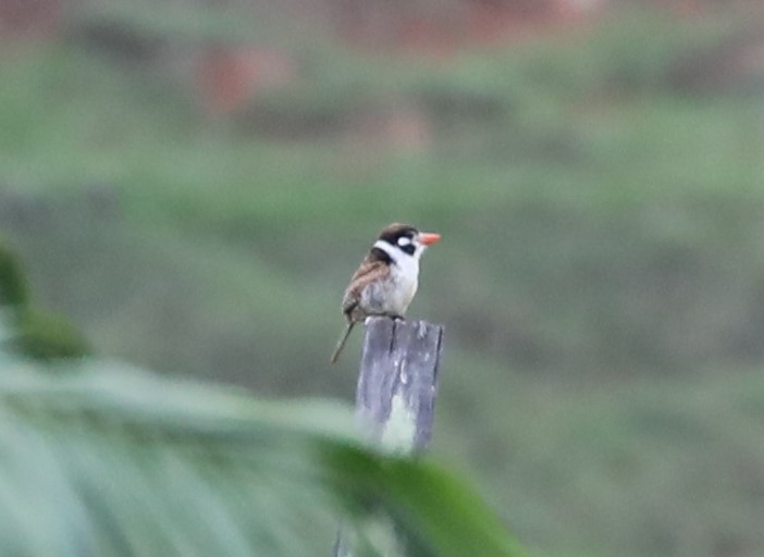 White-eared Puffbird - Rob Van Epps