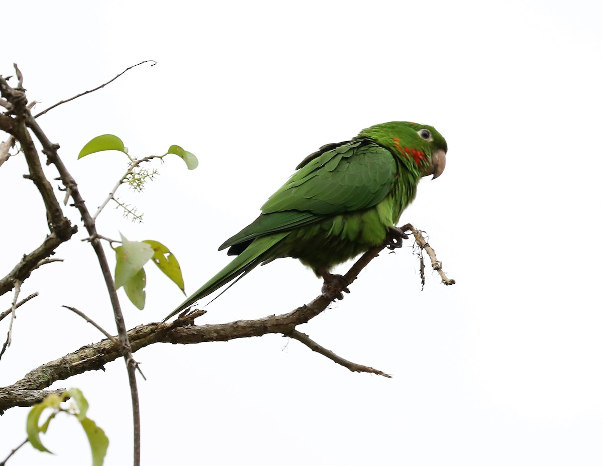 White-eyed Parakeet - Rob Van Epps