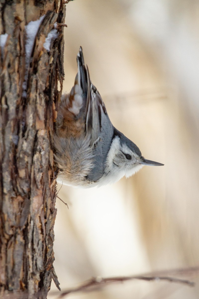 White-breasted Nuthatch - ML139226511