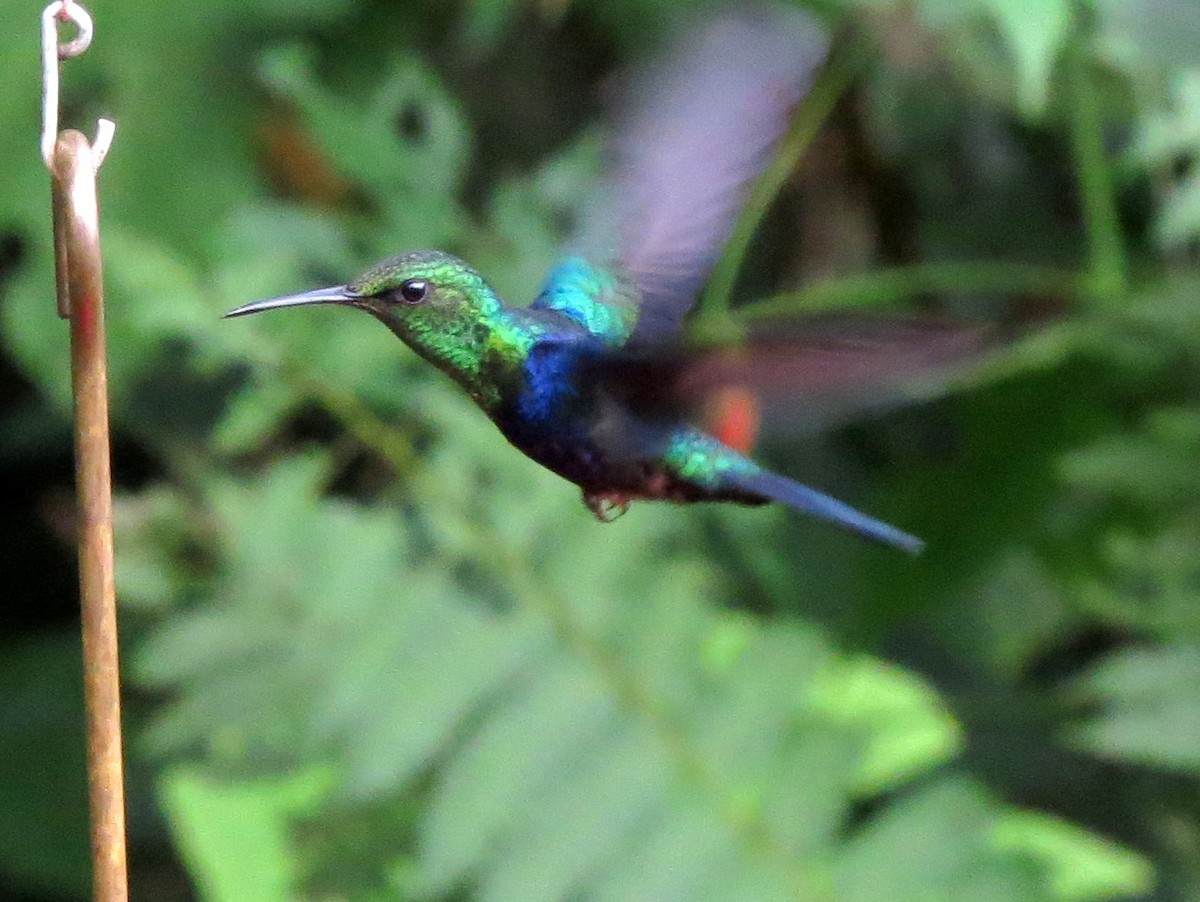 Fork-tailed Woodnymph - Todd Deininger