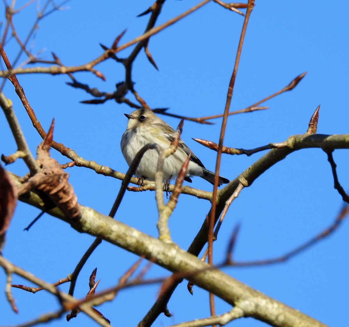 Yellow-rumped Warbler - ML139226991