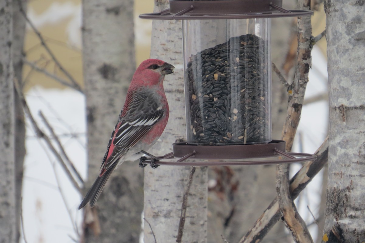 Pine Grosbeak - ML139227141