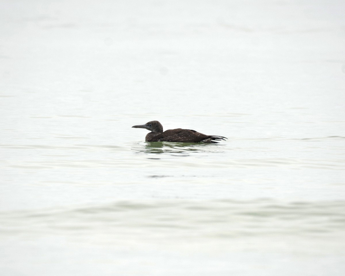 Northern Gannet - ML139227981