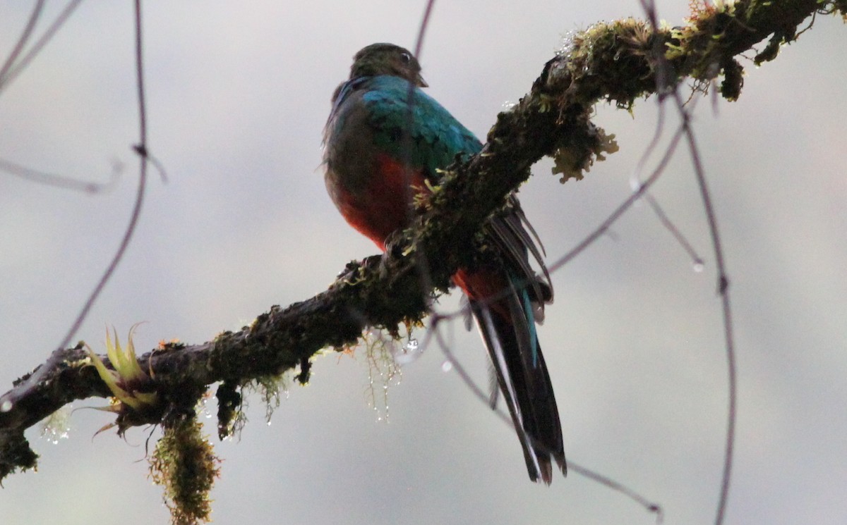 Quetzal Cabecidorado - ML139230171