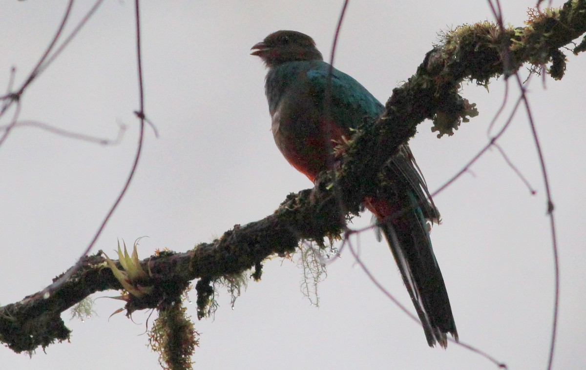 Golden-headed Quetzal - Gary Leavens