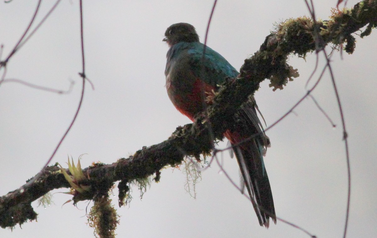 Golden-headed Quetzal - Gary Leavens