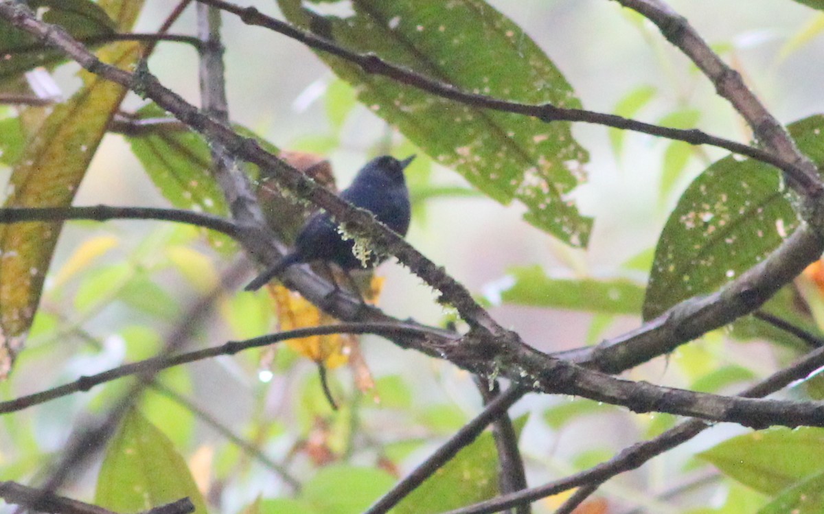 Masked Flowerpiercer - ML139230511