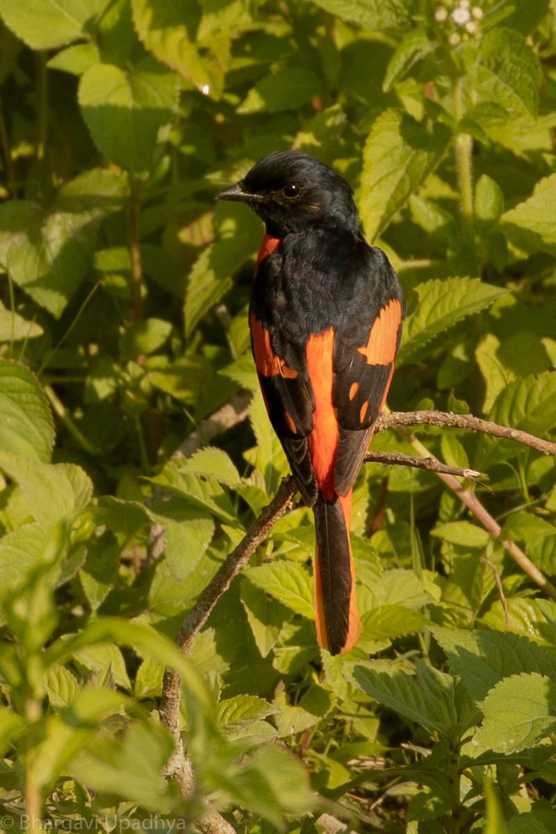 Scarlet Minivet - Bhargavi U