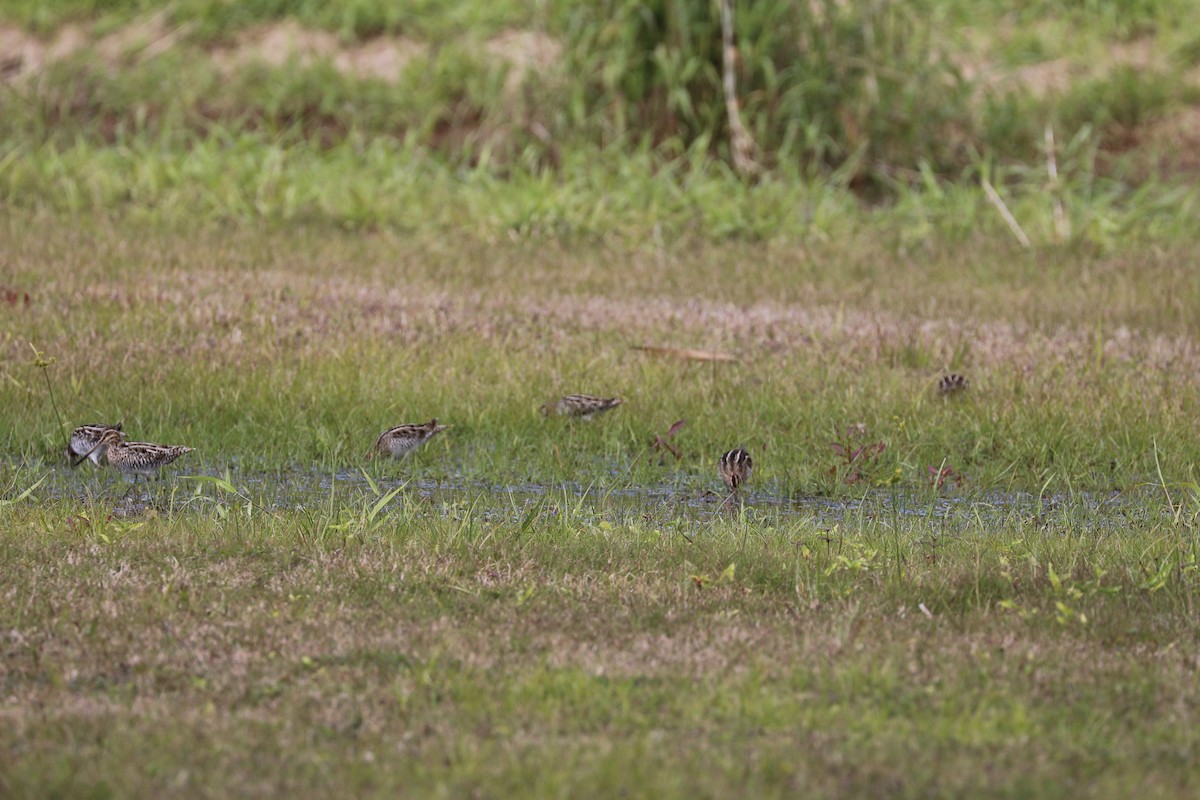 Wilson's Snipe - ML139231011