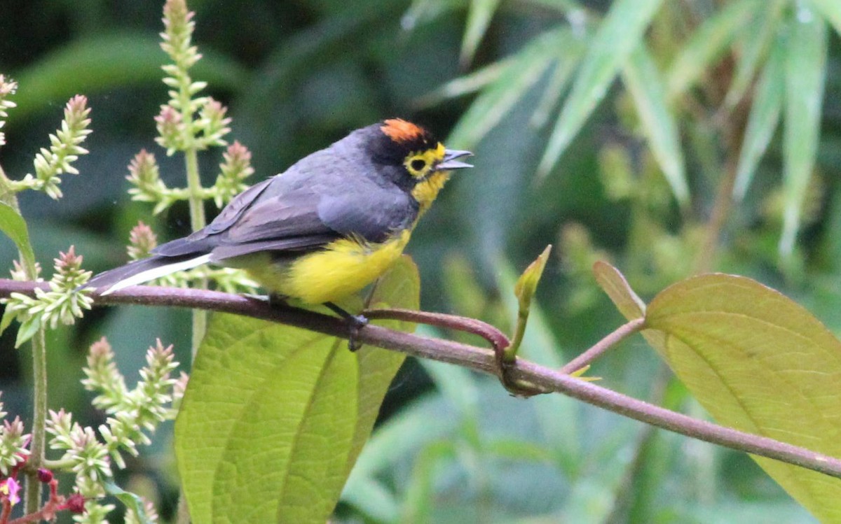 Spectacled Redstart - ML139231071