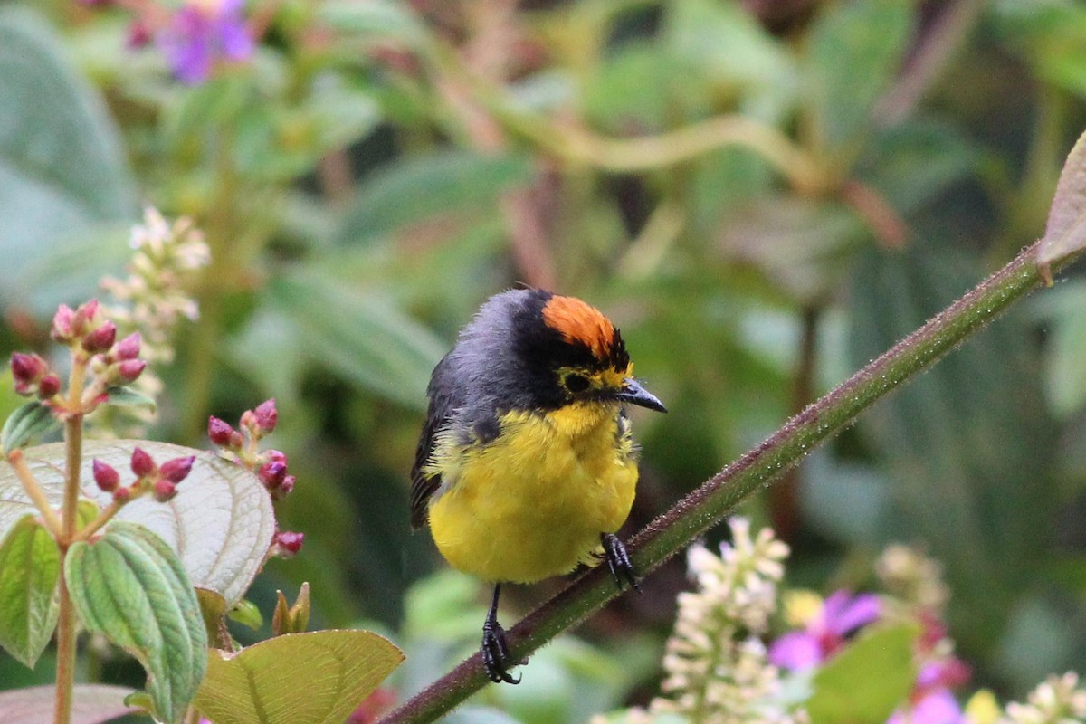 Spectacled Redstart - ML139231091