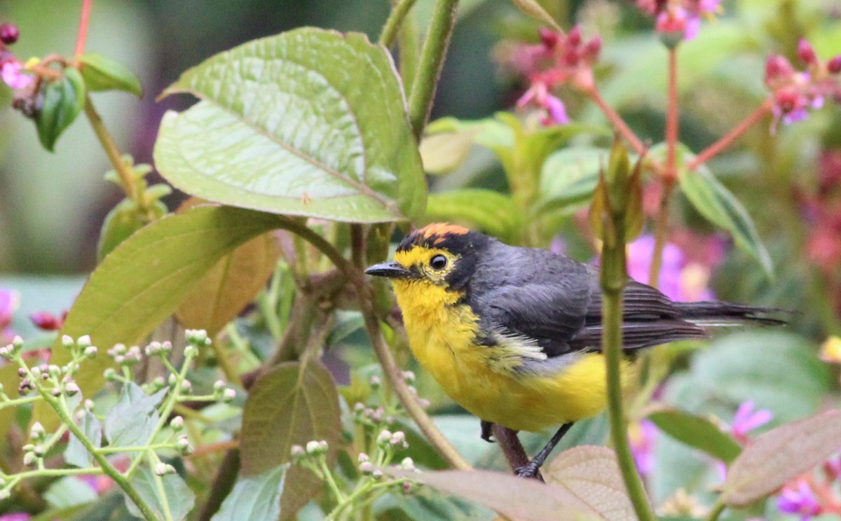 Spectacled Redstart - ML139231101