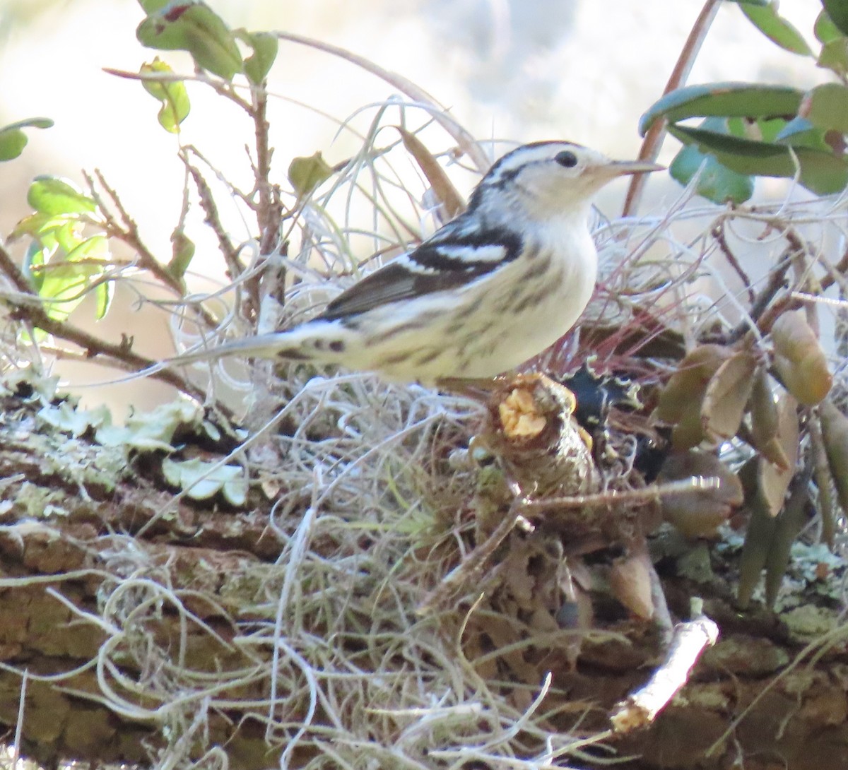 Black-and-white Warbler - ML139231261