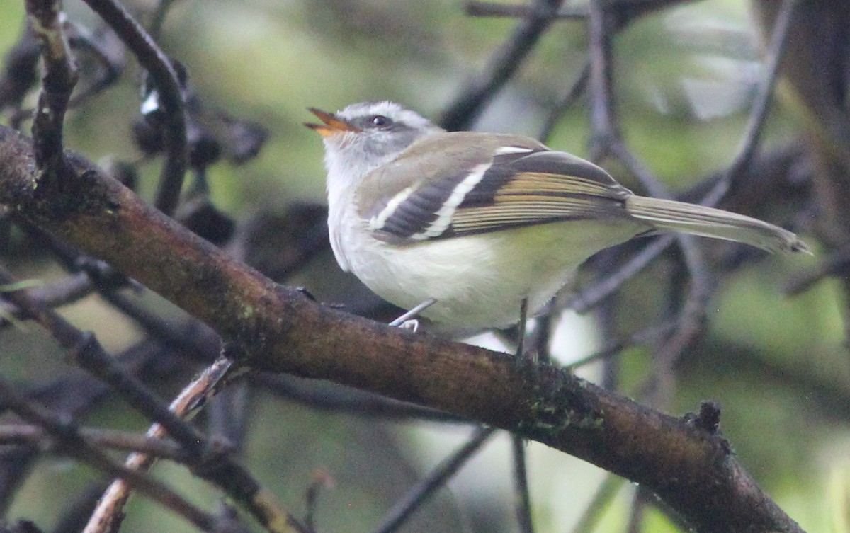 White-banded Tyrannulet - ML139231411