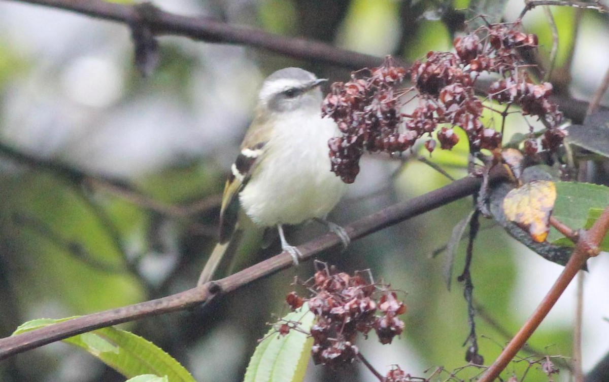 White-banded Tyrannulet - ML139231431