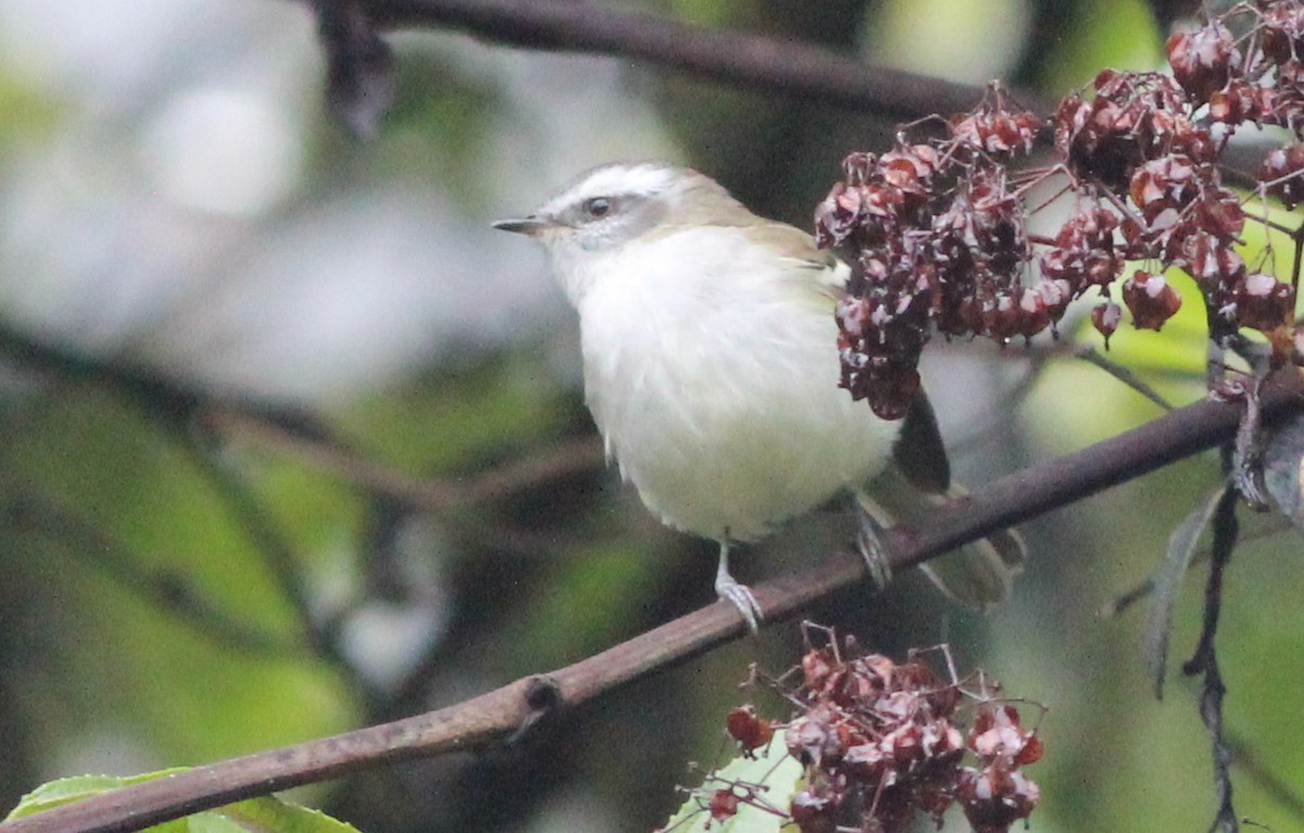 White-banded Tyrannulet - ML139231451