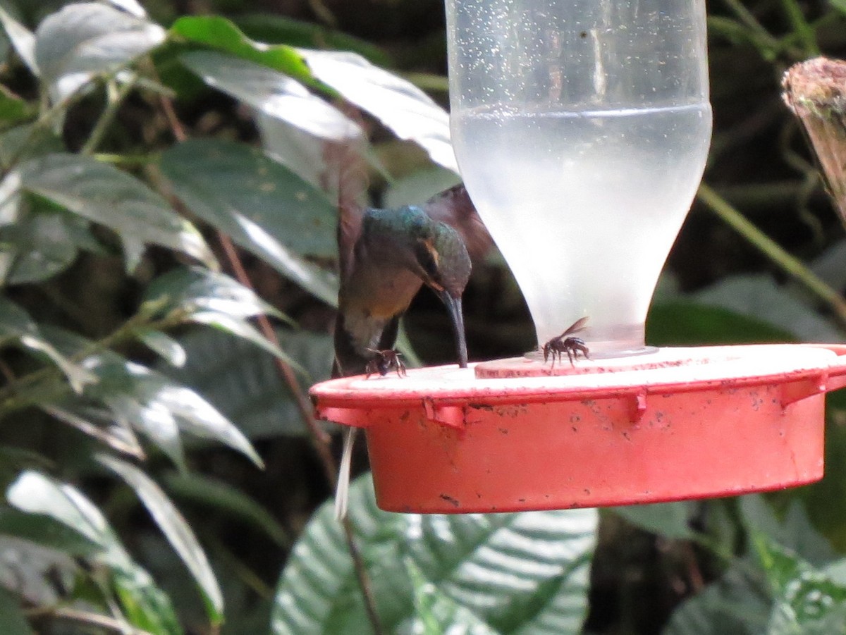 Зелёный колибри-отшельник - ML139231691