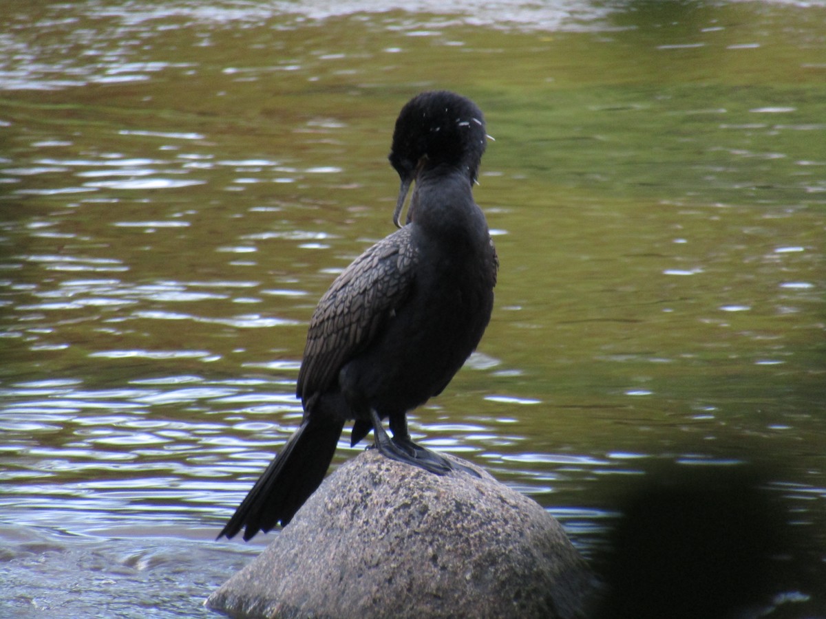 Neotropic Cormorant - Ezequiel Vera