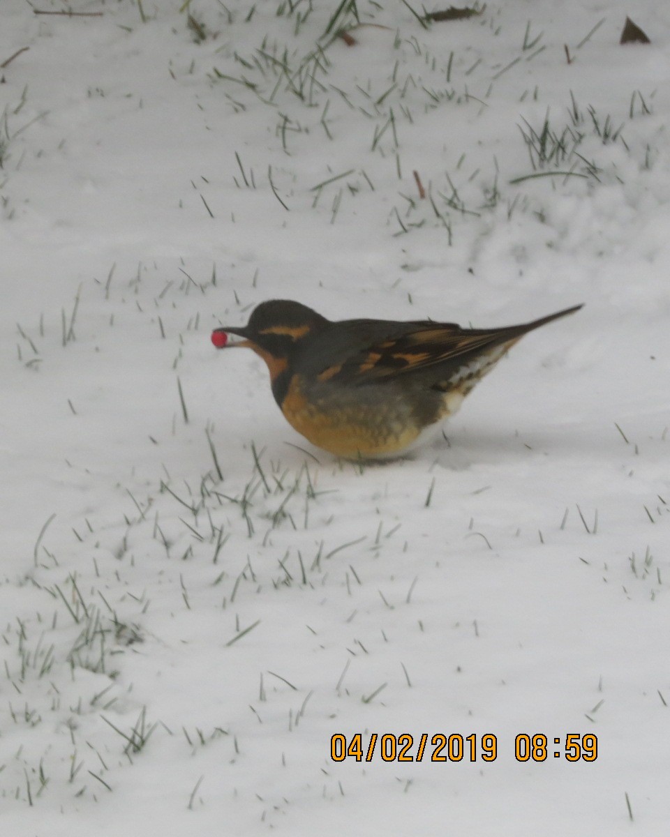 Varied Thrush - Gary Bletsch