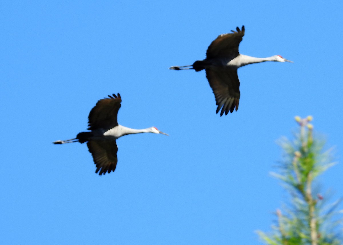 Sandhill Crane - Cindy  Ward