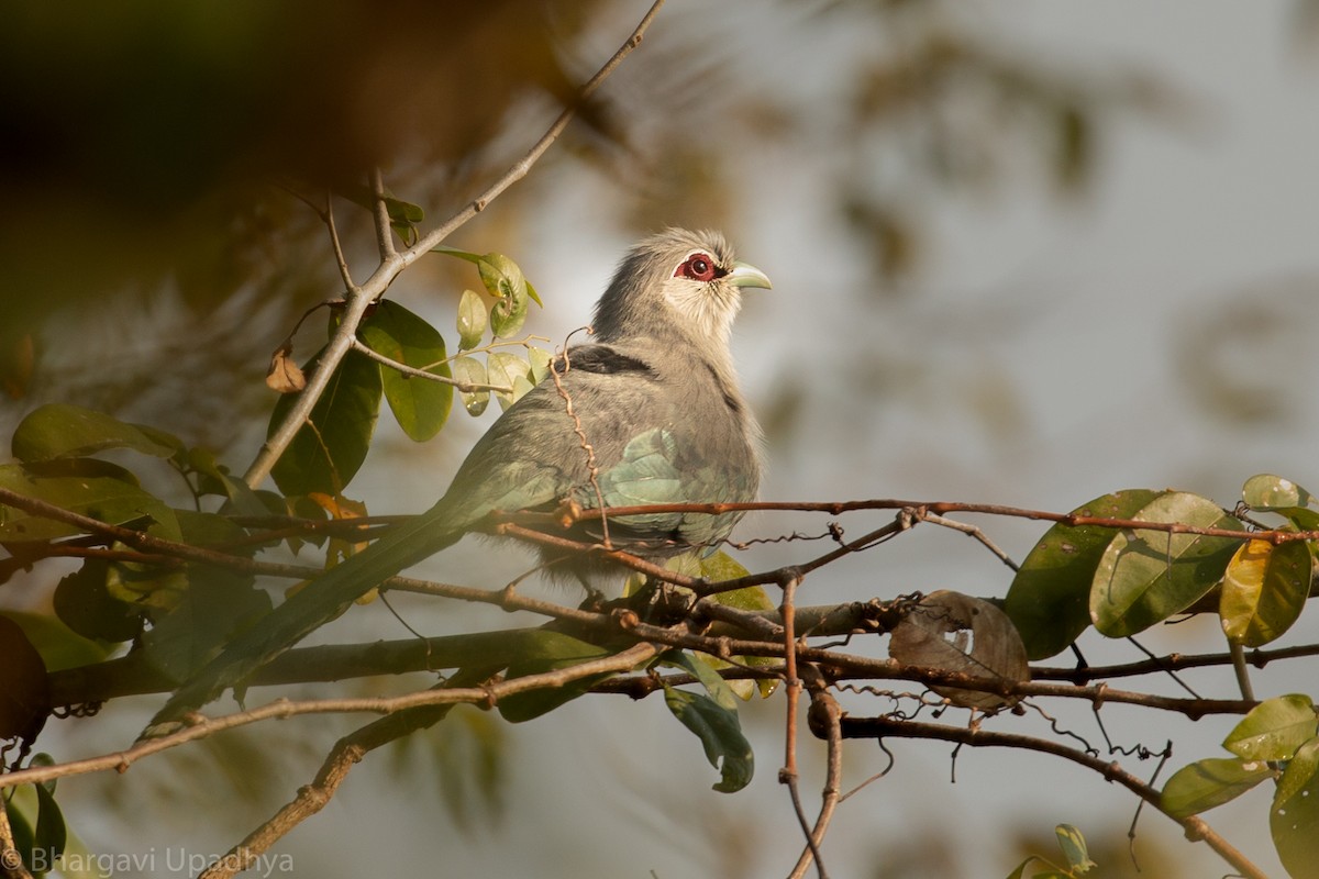 Green-billed Malkoha - ML139233821