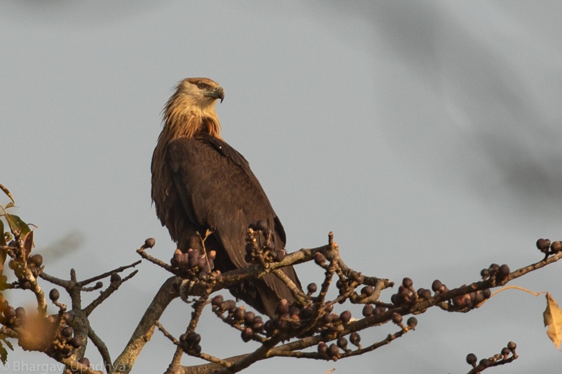 Pallas's Fish-Eagle - Bhargavi U