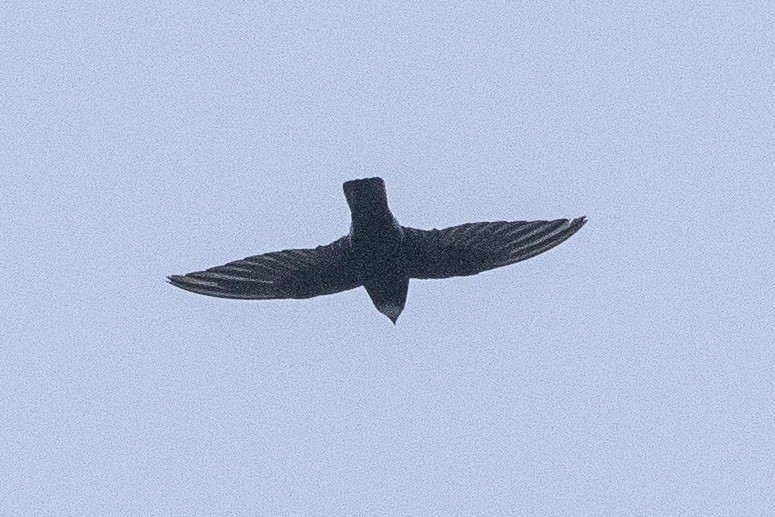 Mottled Spinetail - ML139234341