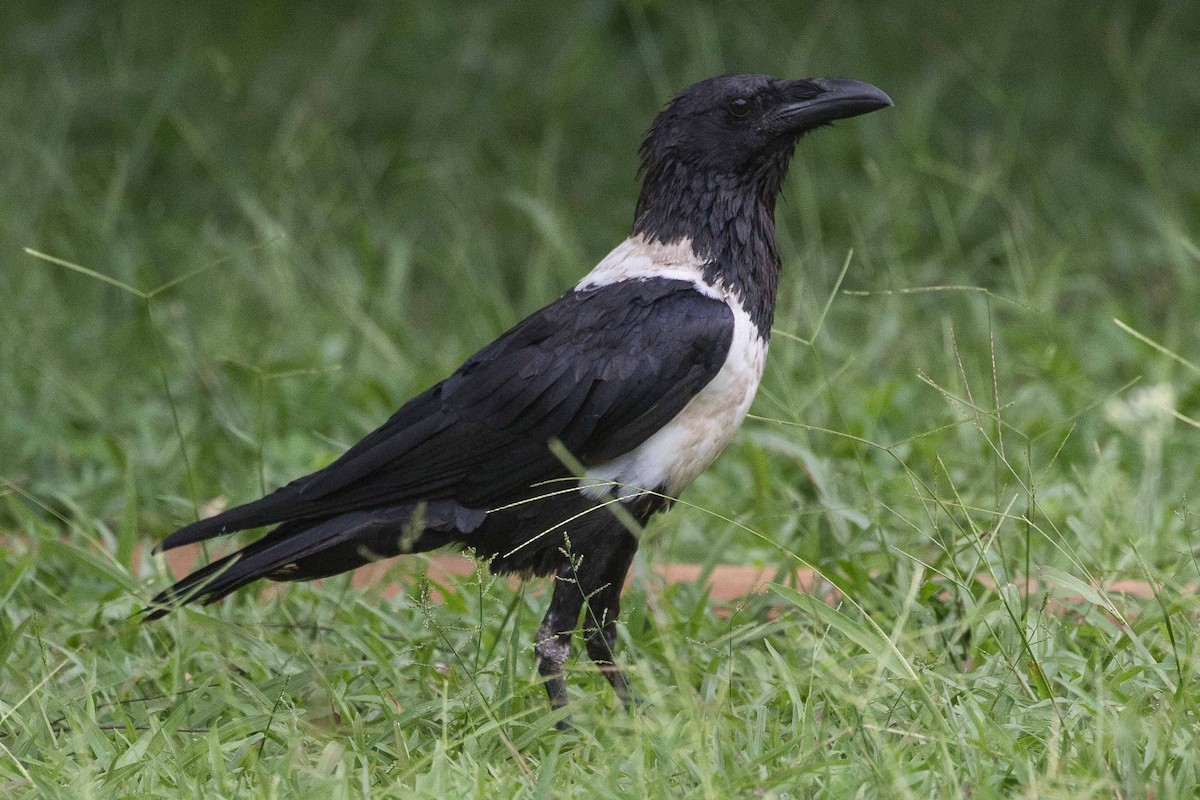Pied Crow - Eric VanderWerf