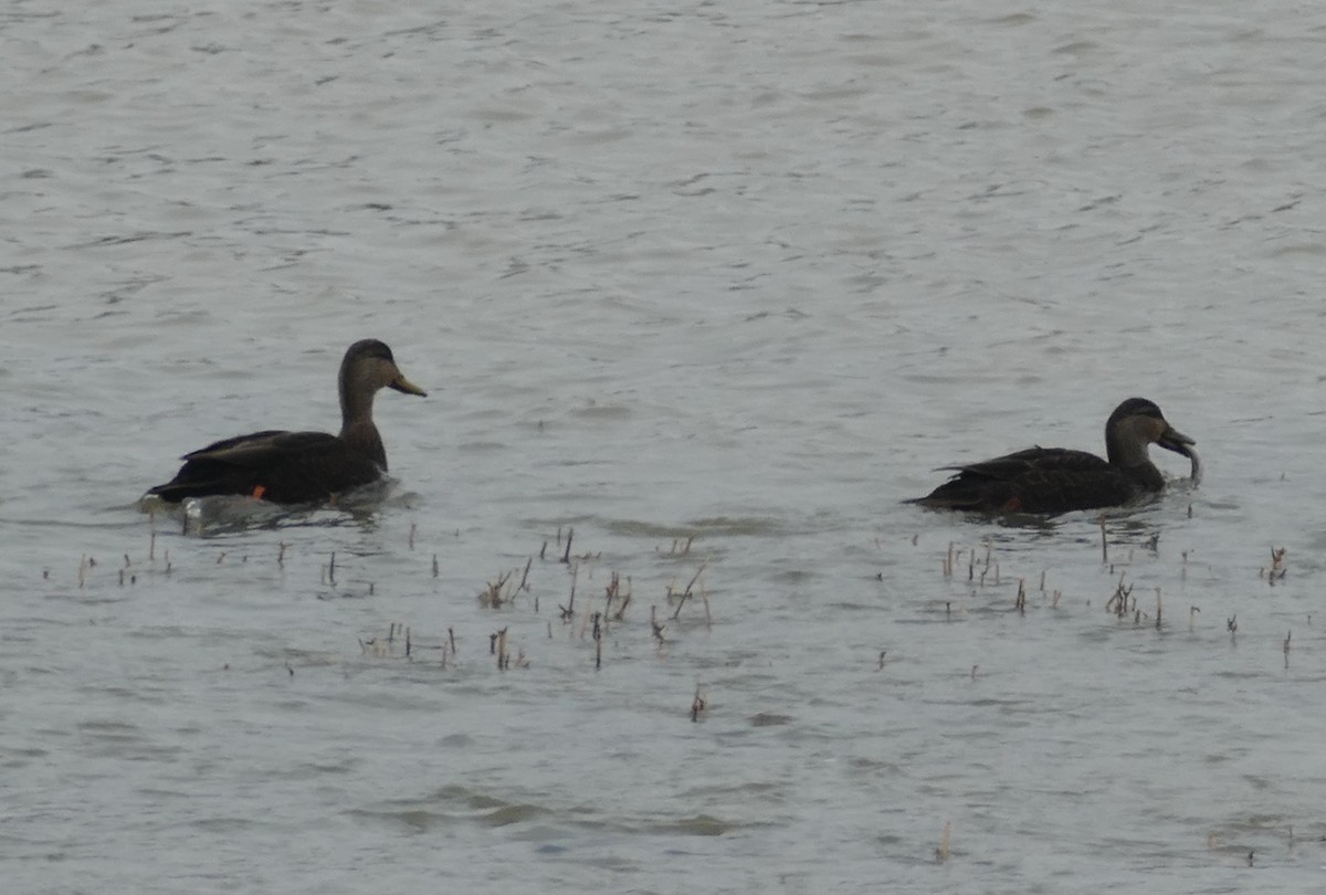 American Black Duck - ML139237271