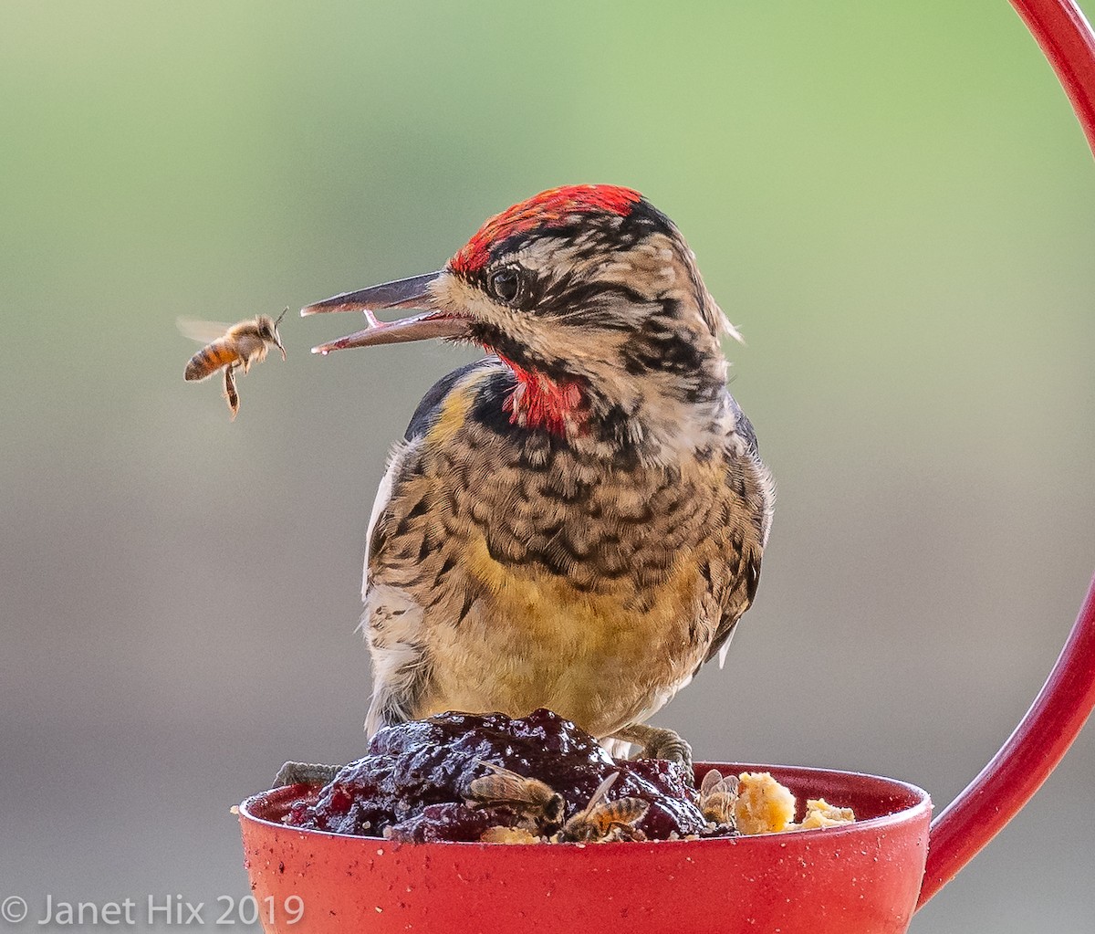 Yellow-bellied Sapsucker - ML139237921