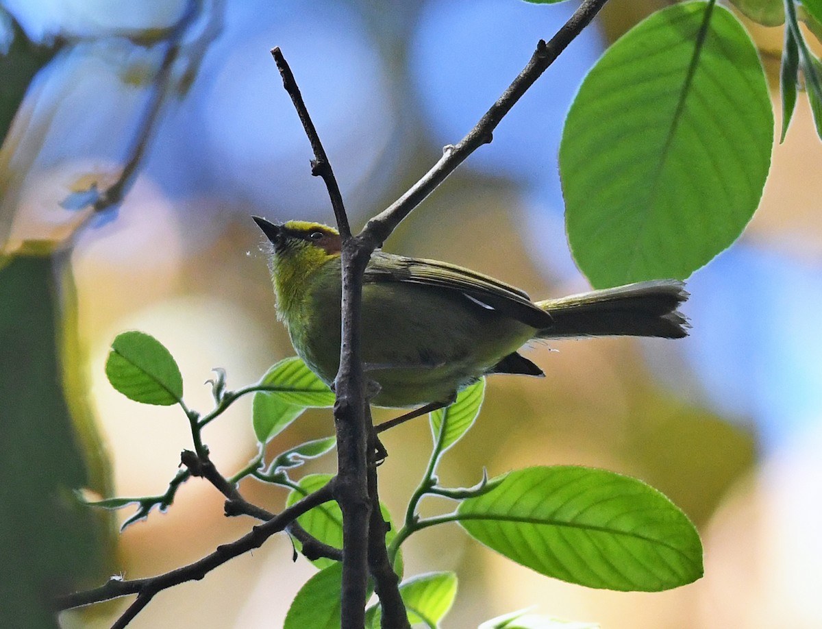 Golden-browed Warbler - ML139238321